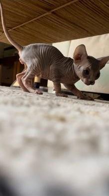 גור ספינקס גזעי בן חודשיים,