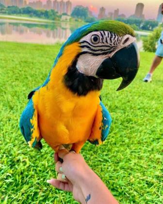 תוכי מקאו חמודים ומקסימים לאימוץ