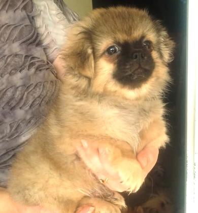 זכר פקינז מעורב עם צ'יוואווה