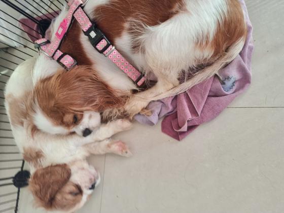 תאור כללי:גורי גורי קינג קבליר