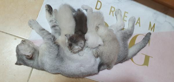 גורים מתוקים רגילים לידייםנולדו 16