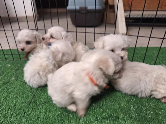 גורי מיני מלטז מדהימים ללא