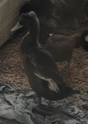 3 זוגות ברווז רנרים יפים מחיר לזוג