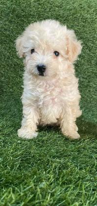 תאור כללי:גורי פודל טויי נקבות