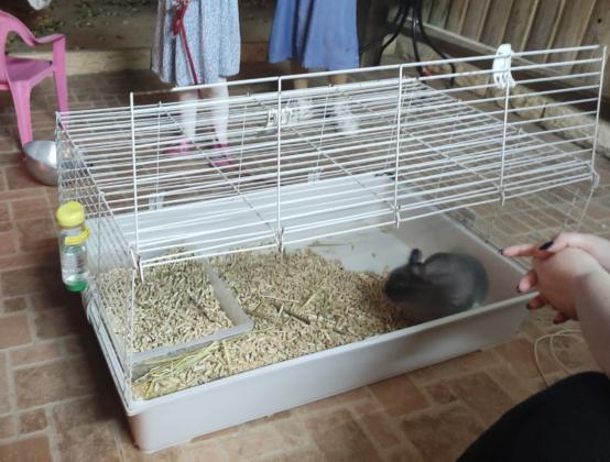 ארנבת ננסית בת 10 חודשים