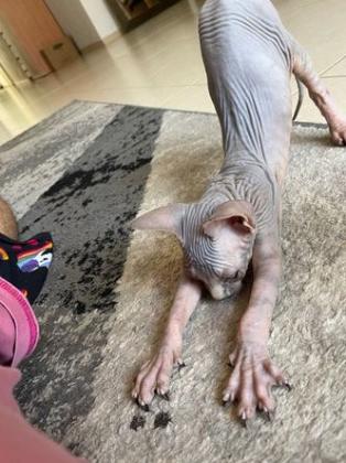 גור ספינקס גזעי בן חודשיים,