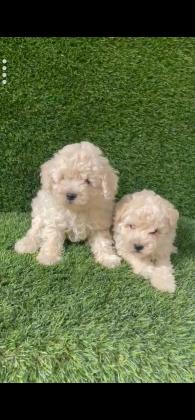 תאור כללי:גורי פודל טויי נקבות