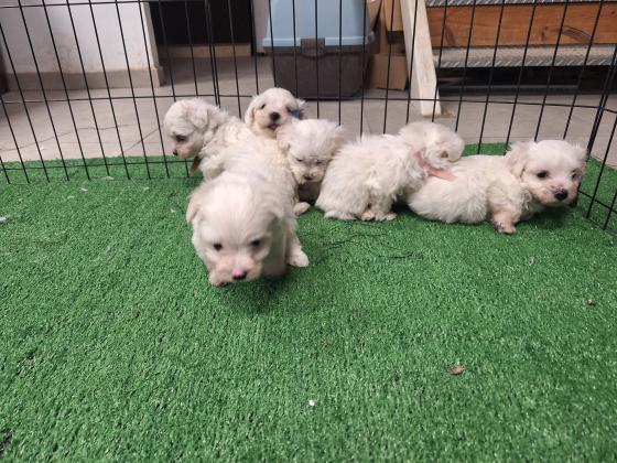 גורי מיני מלטז מדהימים ללא