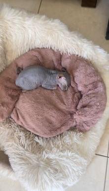 גור ספינקס גזעי בן חודשיים,