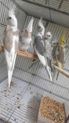 קוקטלים להמשך האכלה או מורגלים