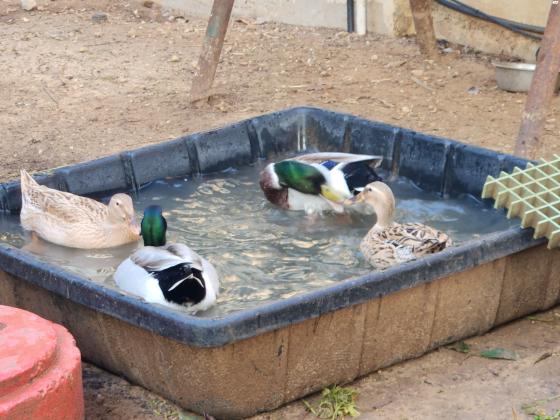 בס"דברווזים בירכיות מהממות יפות וטובות