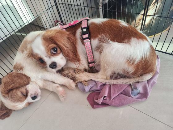 תאור כללי:גורי גורי קינג קבליר