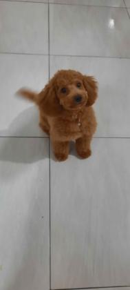 רוקי הנסיך בן 9 חודשים