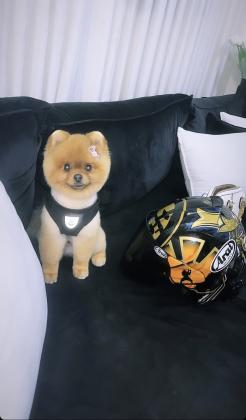 דובי ננסי שוקל קילו וחצי