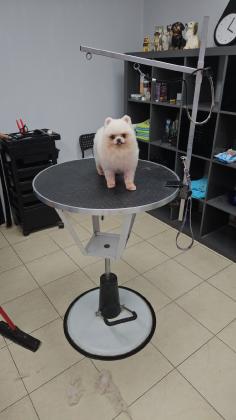 גורי פומרניין מושלמים לאחר בדקת