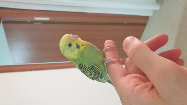 תוכונים מורגלים לידים צבעים יפים