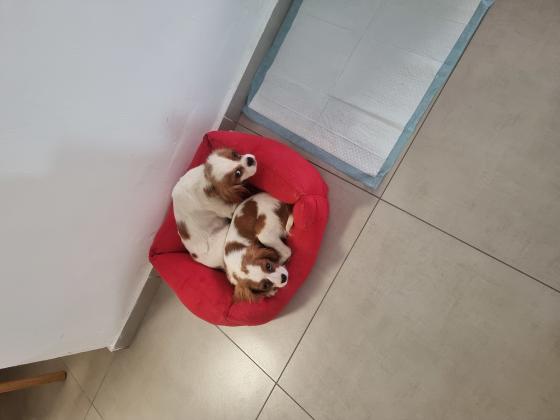 תאור כללי:גורי קבליר ברמה הכי