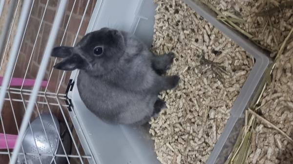 ארנבת ננסית בת 10 חודשים