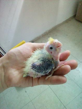 קוקטלים להמשך האכלה או מורגלים