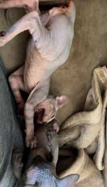 גור ספינקס גזעי בן חודשיים,