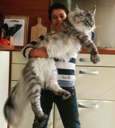 למכירה גורי חתולי מי קון גזעים