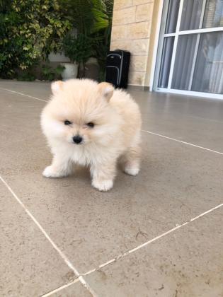 פורמניין זכר בן חודשיים