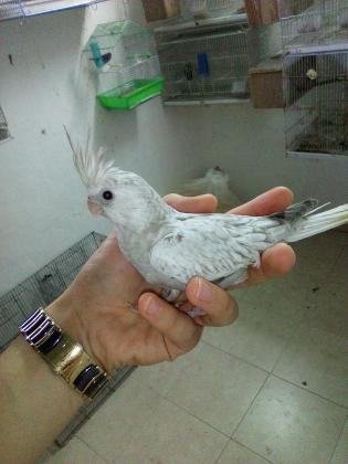 קוקטלים להמשך האכלה או מורגלים