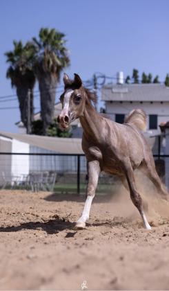 סייחה בת 6 חודשים טהורת גזע בת סינמאר אלבידעייר נכדה של שנגחאי