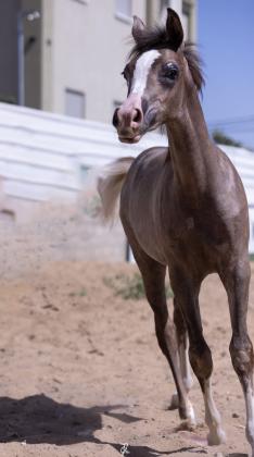 סייחה בת 6 חודשים טהורת גזע בת סינמאר אלבידעייר נכדה של שנגחאי