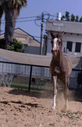 סייחה בת 6 חודשים טהורת גזע בת סינמאר אלבידעייר נכדה של שנגחאי