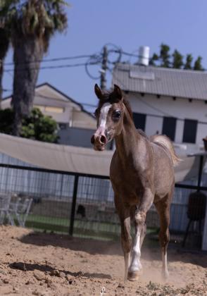 סייחה בת 6 חודשים טהורת גזע בת סינמאר אלבידעייר נכדה של שנגחאי