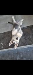 כלבים האסקי סיבירי מכירה