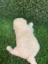 תאור כללי:גורי פודל טויי נקבות