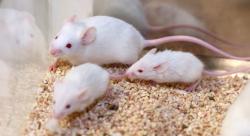  עכברים למכירה  בריאים ומטופלים