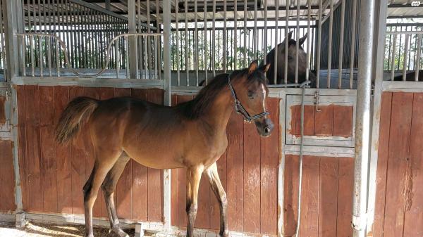 סייחה ערביה עם תעודות משפחה