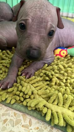 כלב מקסיקני חסר שיער Mexican