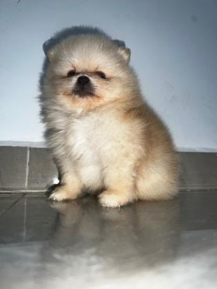 3 זכרי פומרניין מהממים בני