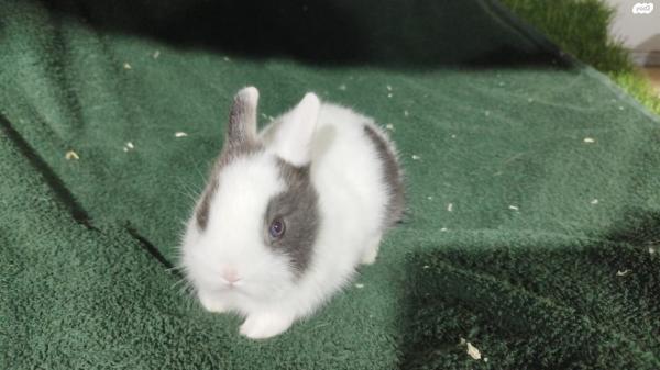 ארנבים ננסיים הולנדיים נדירים
