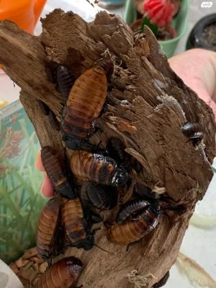 מקק מדגסקר ג'וקים