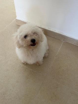 כלב חמוד ומתוק במיוחד, שקט ואוהב ילדים