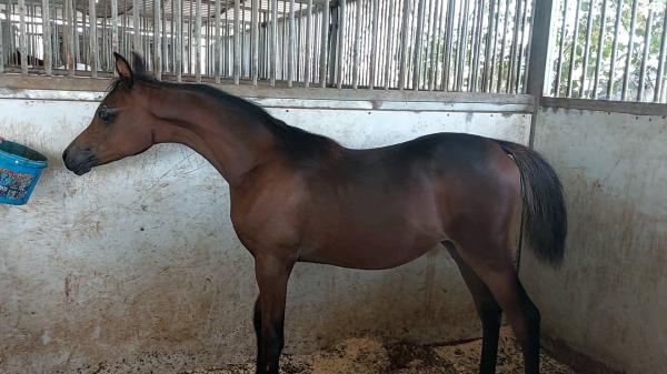 סייחה ערביה עם תעודות משפחה