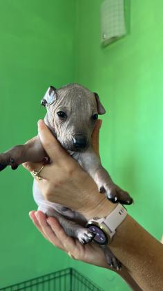 כלב מקסיקני חסר שיער Mexican