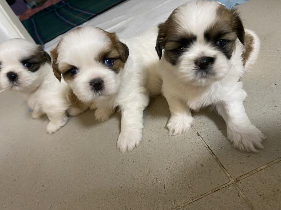 גורי שיצו גזעיים ברמה הכי