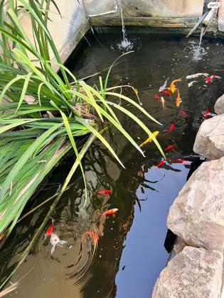 אביזרי בריכה שמפונה ל בגלל