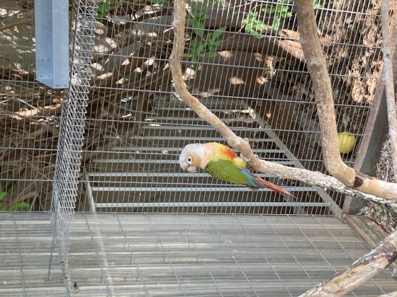 שני קוניורים אחד קוניור אננס