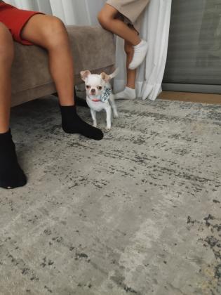 כלב מתוק בן 5 חודשיםידידותי