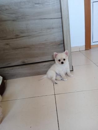 גור צ'יוואווה יפהפה עם שיער ארוך