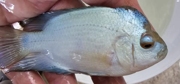 פלאורים גארד a ברמה גבוהה