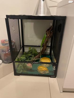 איגואנה ירוקה בת שנה יש