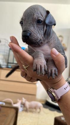 כלב מקסיקני חסר שיער Mexican